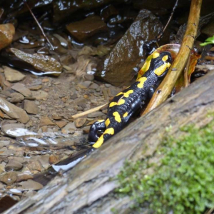 Na górskim szlaku - salamandra