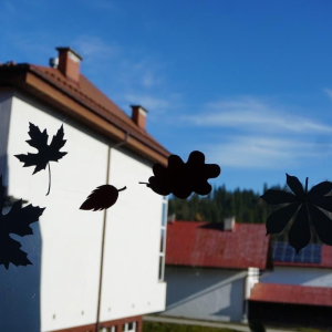 Białoczerwone liście w szkolnych oknach