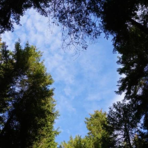 Widok nieba z lasu